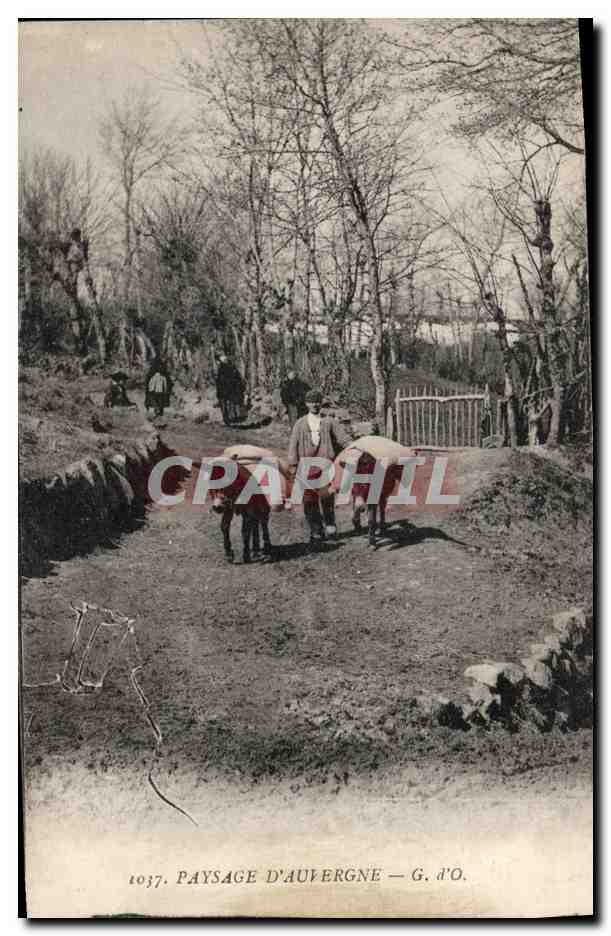 CPA Folklore Paysage d'Auvergne Ane Mule
