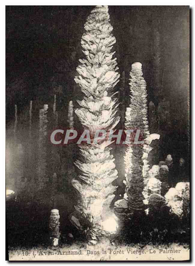 CPA Grotte Grottes L'Aven Armand Dans la foret vierge Le palmier