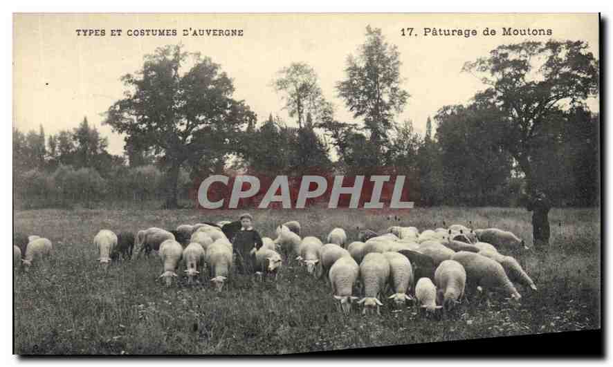 CPA Folklore Auvergne Paturage de moutons