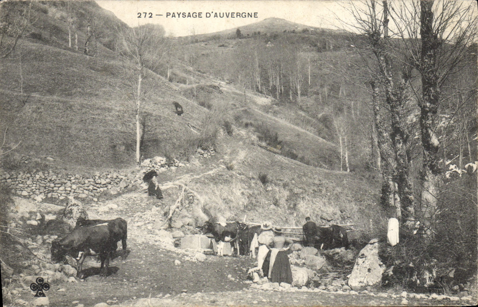 Paysage d'Auvergne — Montagnes et vaches — Éditeur M. M. n°272