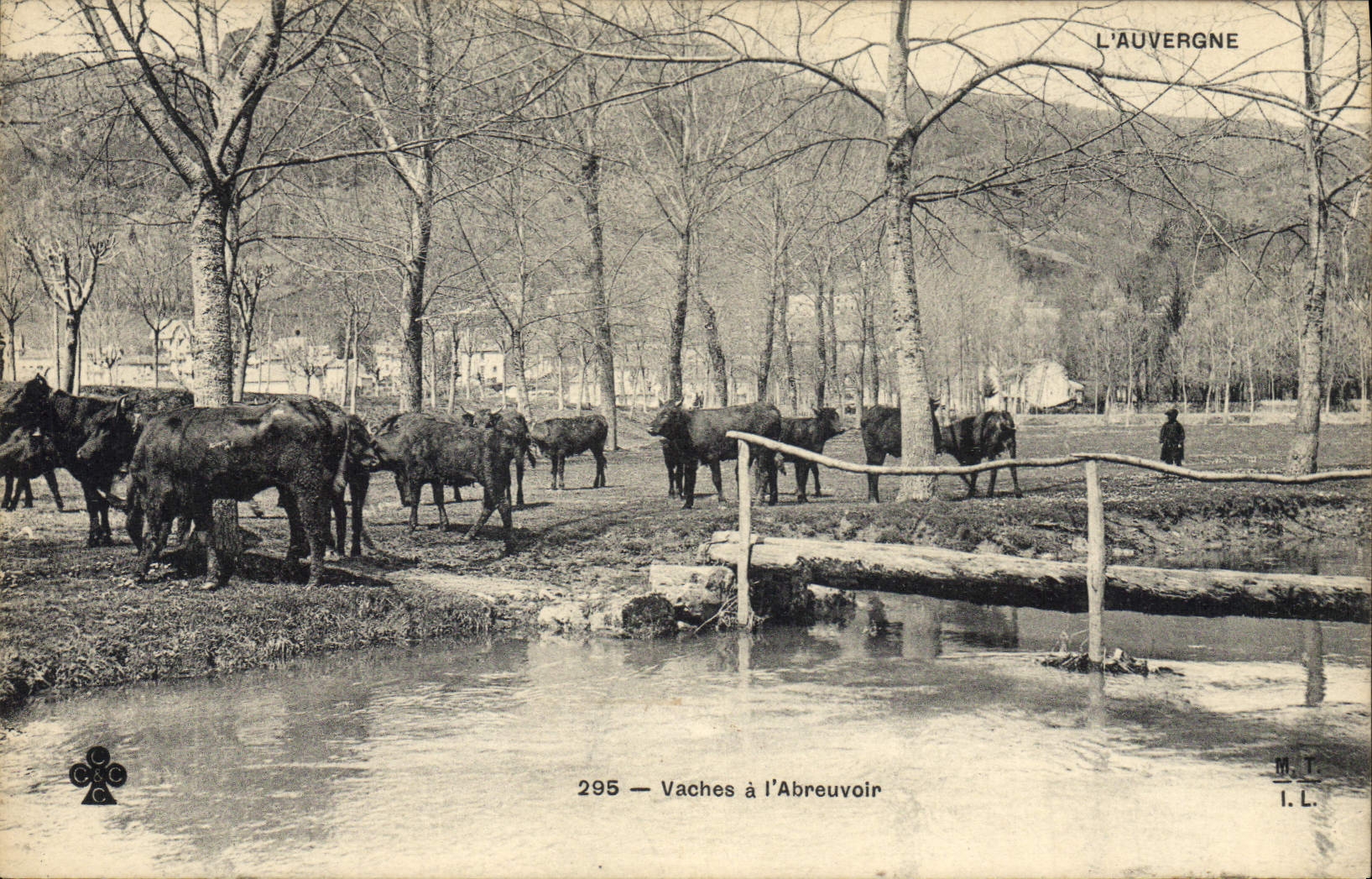 CPA Folklore l'Auvergne vaches a l'abreuvoir 