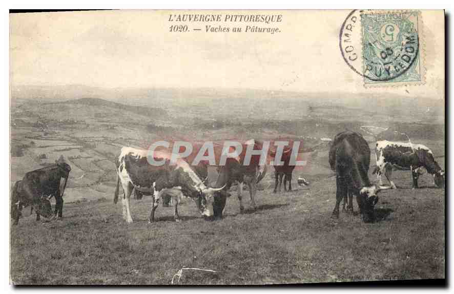 L'Auvergne pittoresque — Vaches au pâturage — Compromont (Puy-de-Dôme) n°4020