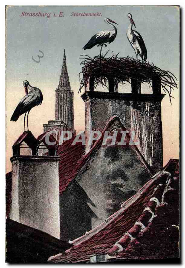 CPA Strassburg E Storchennest Cigognes