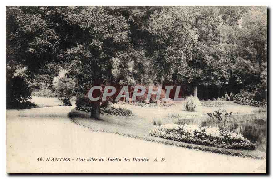 CPA Nantes Une allee du Jardin des Plantes 