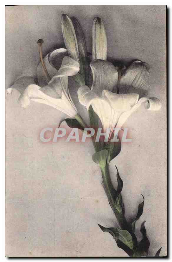CPA Fantaisie Fleurs