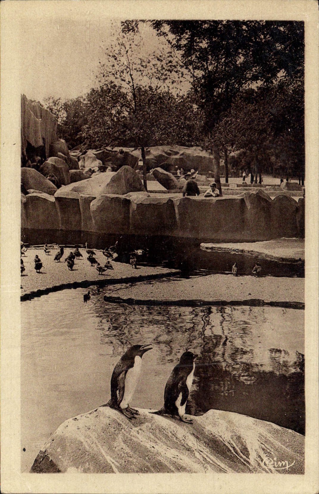 CPA Parc Zoologique du Bois de Vincennes Seine Pingouins et Canards 