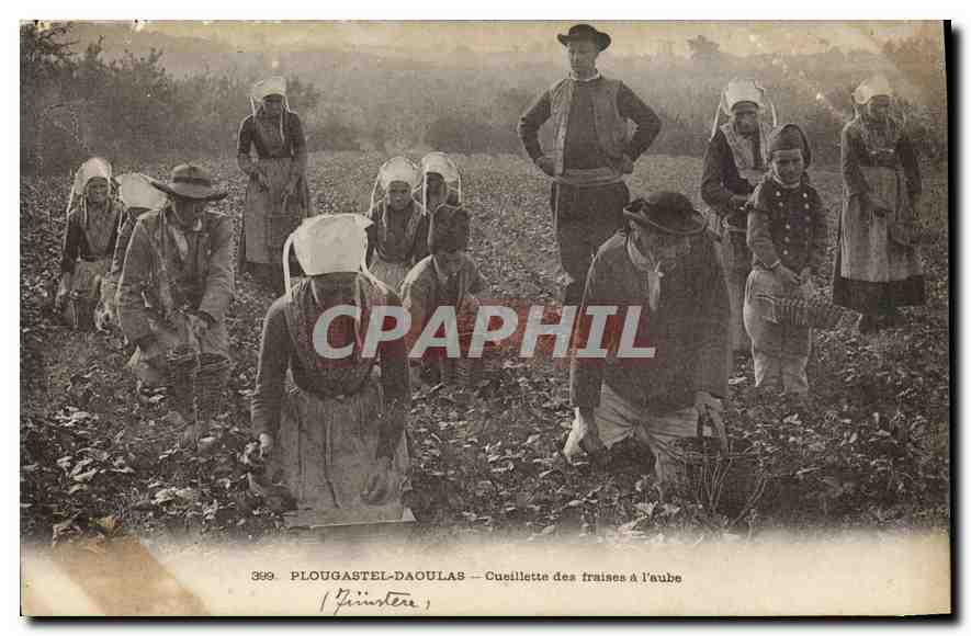 CPA Plougastel Daoulas Cueillette des Fraises a l'Aube 