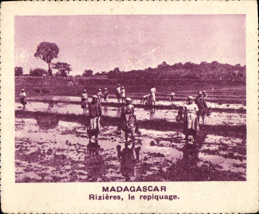 Madagascar — Rizières, le repiquage — sans éditeur ni numéro visible - Anverso