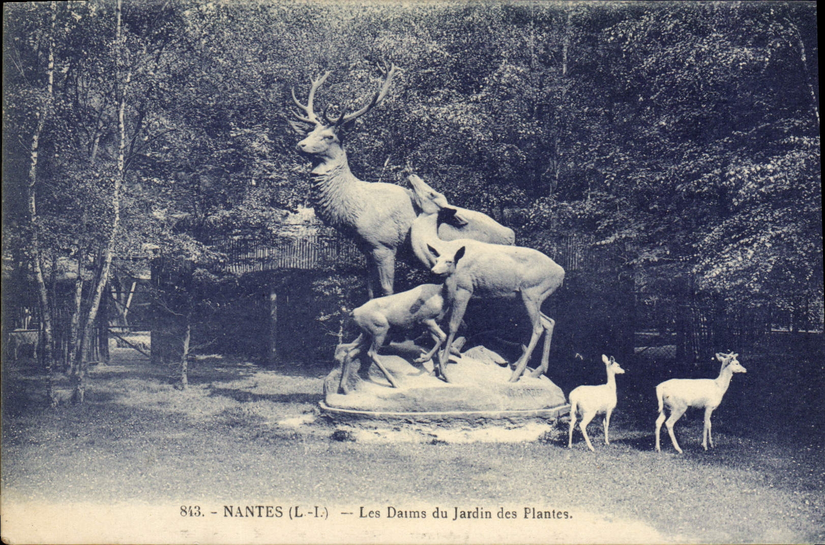 CPA Nantes Les Daims du jardin des Plantes