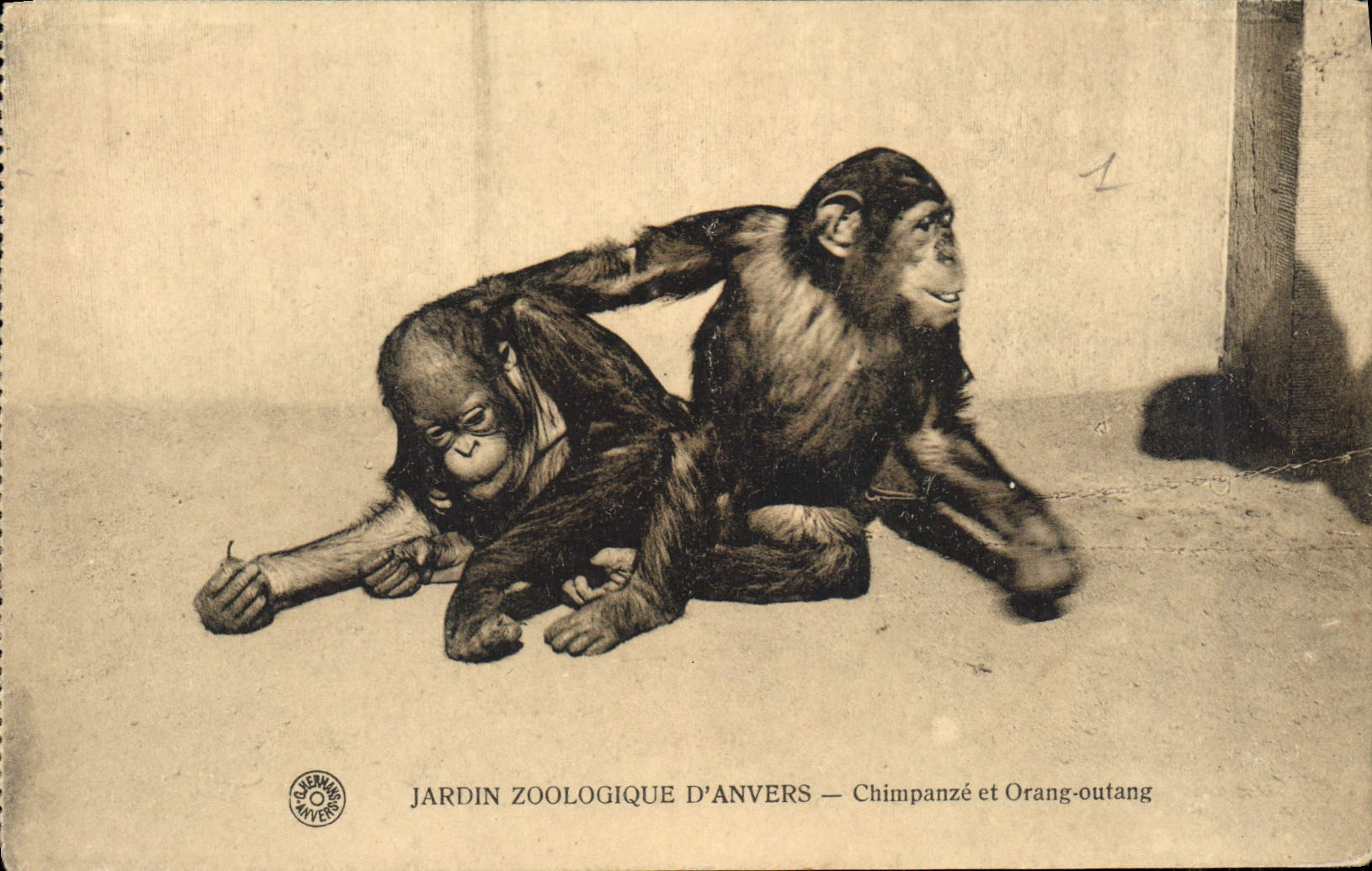 CPA Jardin Zoologique d'Anvers Chimpazee et Orang Outang Singe Singes