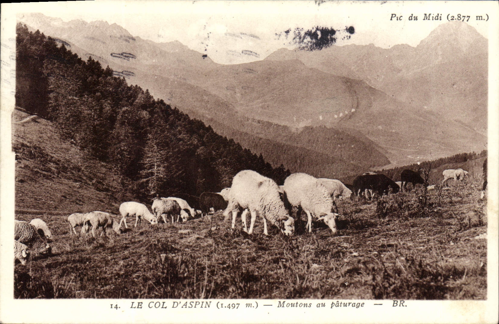 CPA Pic du Midi Le Col d'Aspin Moutons a paturage