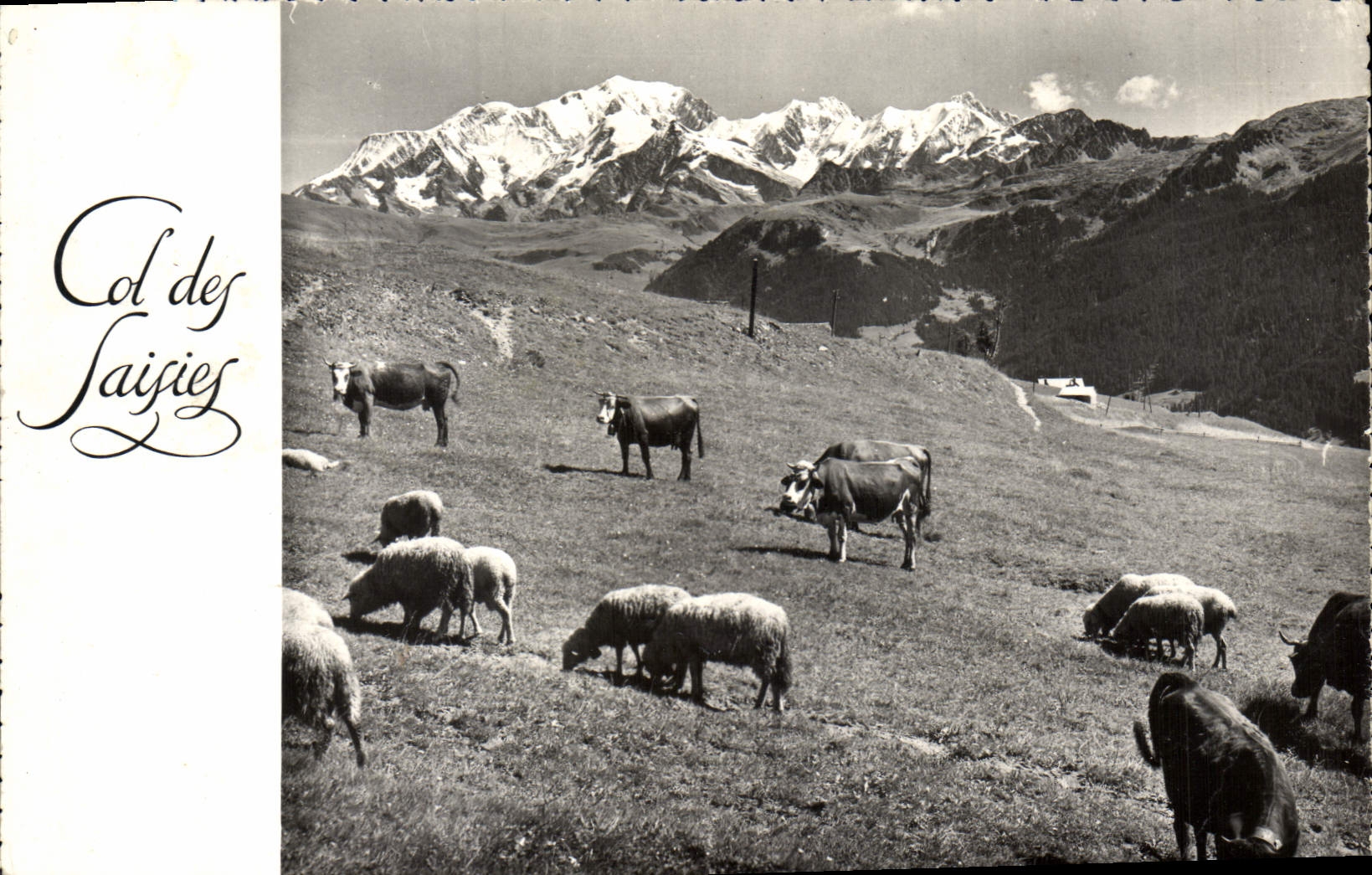 CPA Col des Saisies Savoie le Mont blanc vu du Col des Saisies 