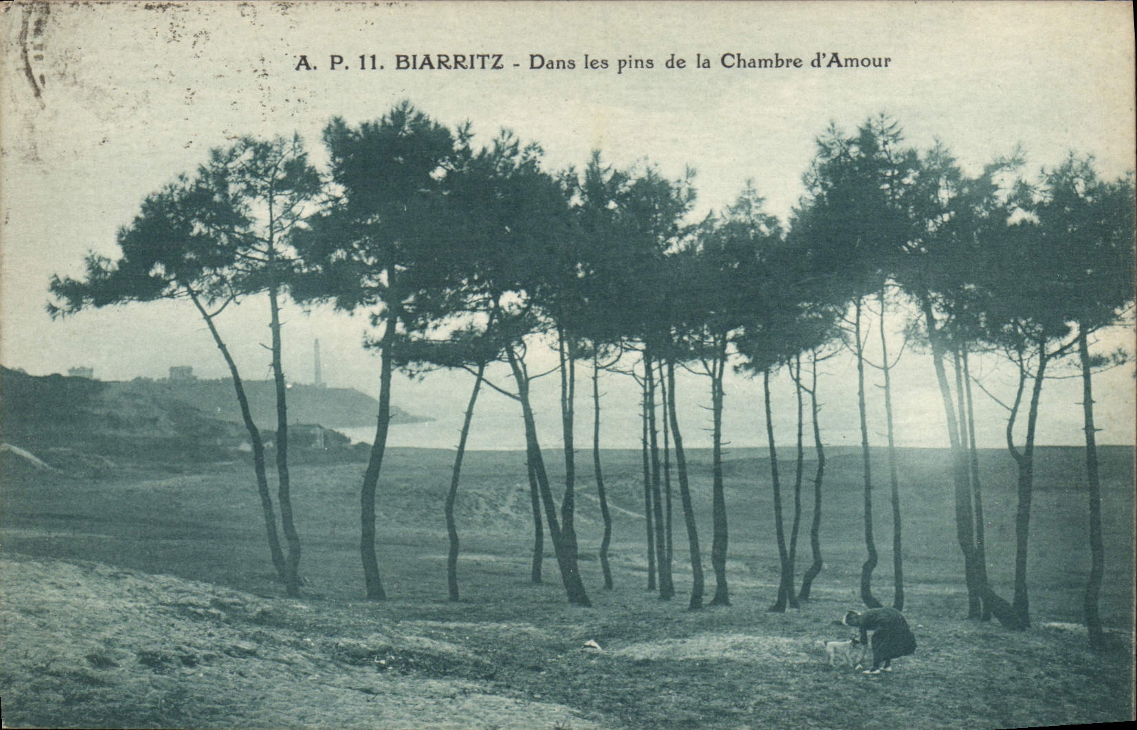 CPA Biarritz Dans les pins de la Chambre d'Amour 