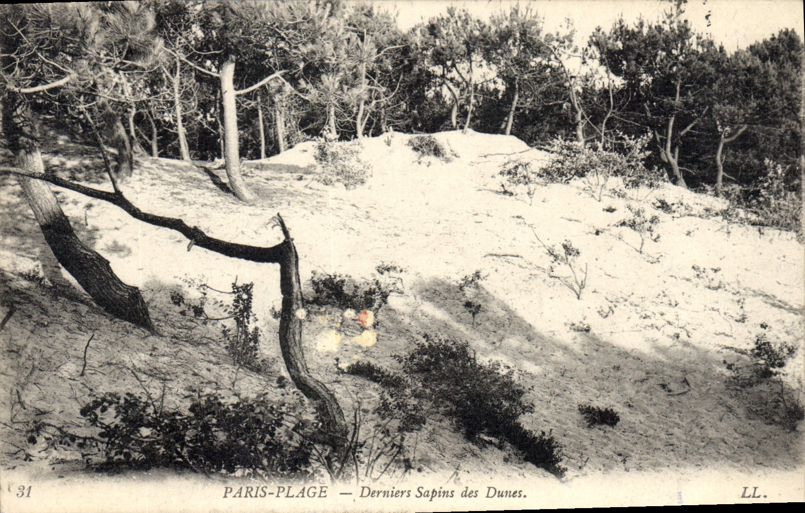 CPA Paris Plage Derniers Sapins des Dunes 