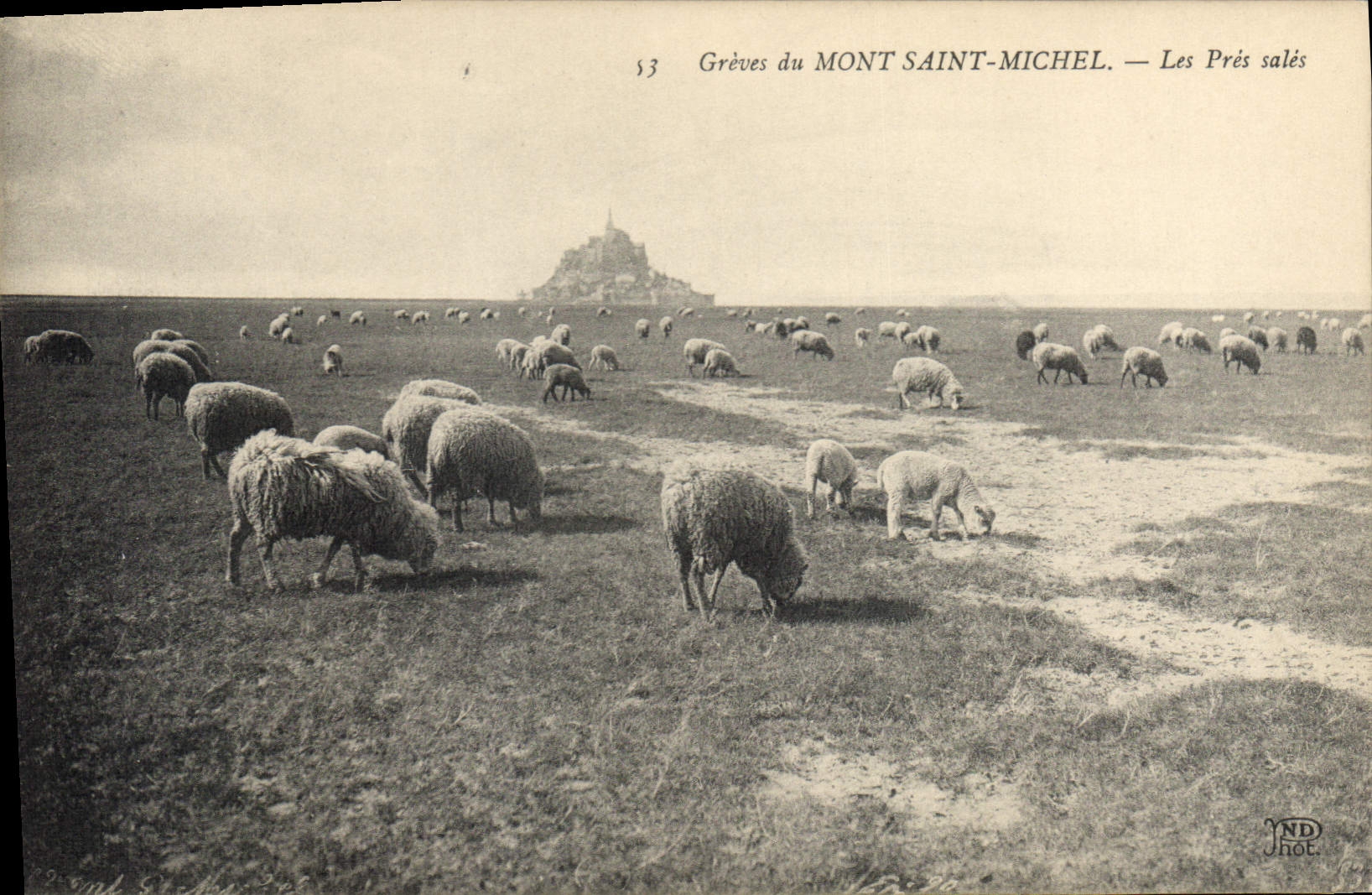 Grèves du MONT SAINT-MICHEL — Les Prés salés — ND Phot