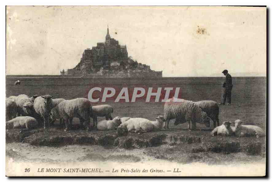 CPA Le Mont Saint Michel Les Pres Sales des Greves Berger Moutons