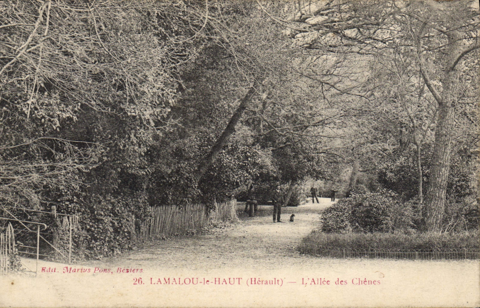 CPA Lamalou le Haut Herault L'Allee Chenes 