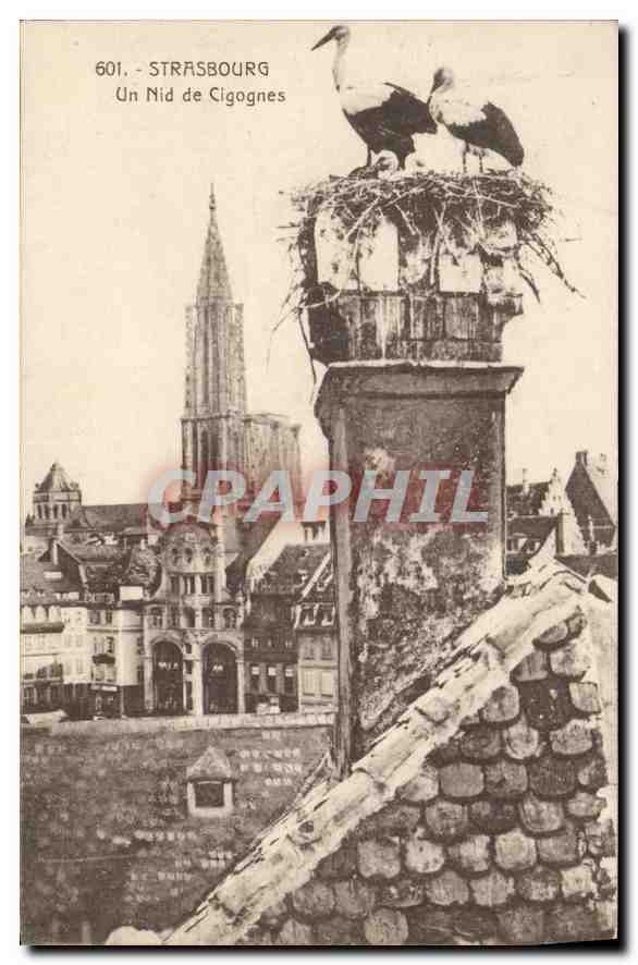 CPA STRASBOURG Un Nid de Cigognes