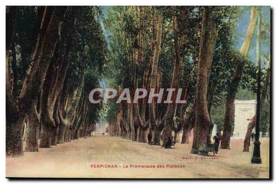 CPA Perpignan La Promenade des Platanes