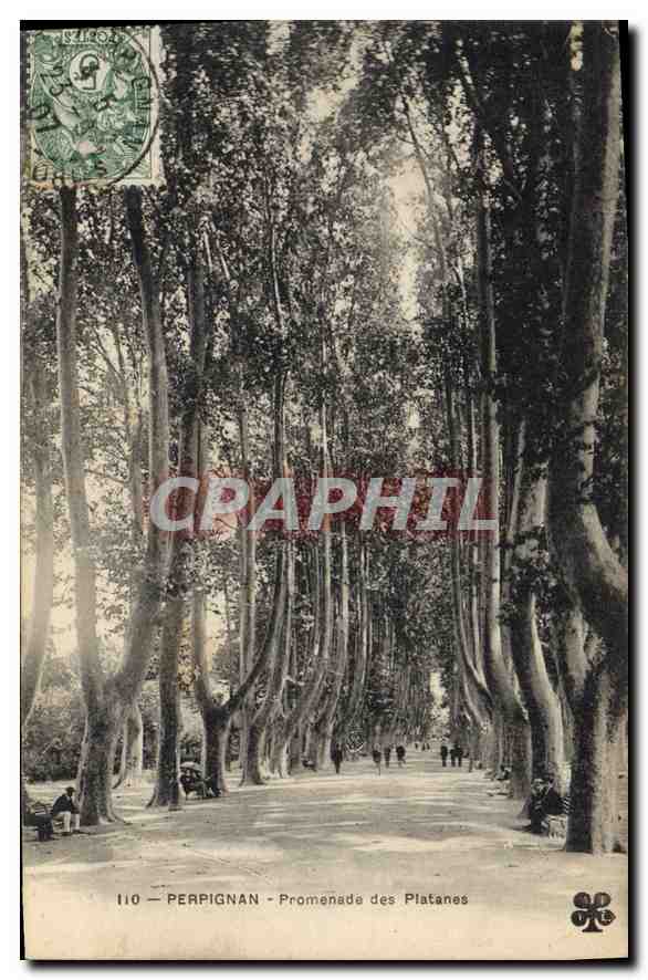 CPA Perpignan Promenade des Platanes 