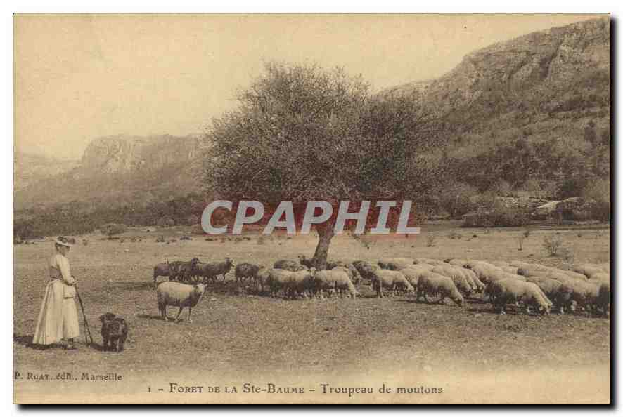 Forêt de la Ste-Baume — Troupeau de moutons — P. Ruat, éditeur, Marseille