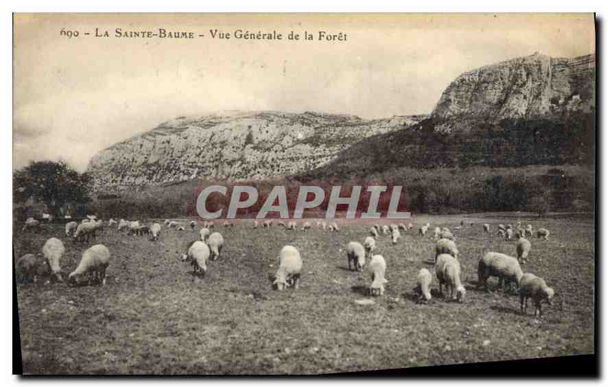 CPA La Sainte Baume Vue generale de la Foret Moutons
