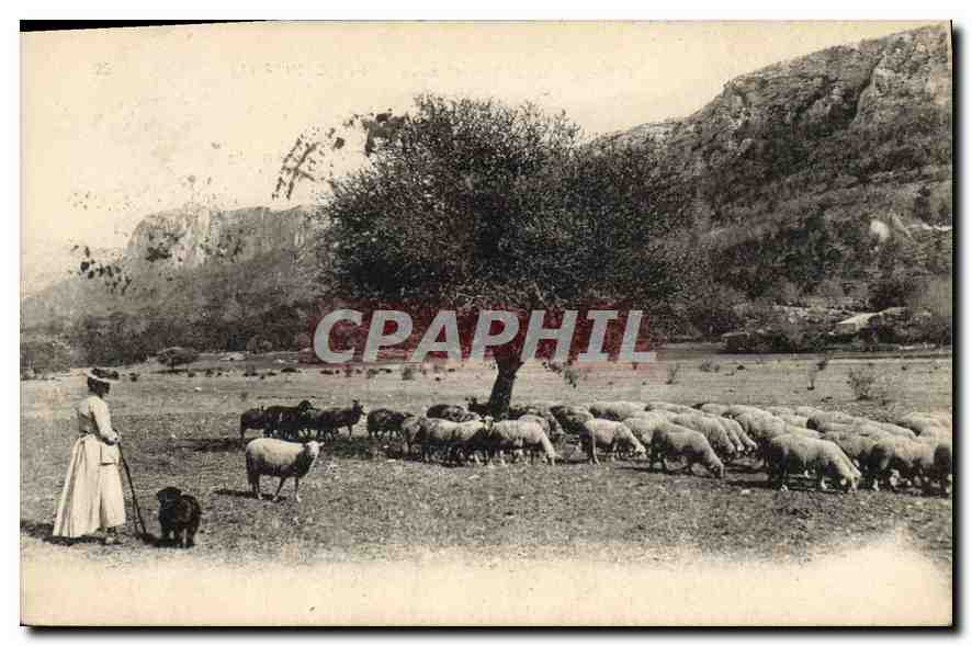 Femme avec chien et troupeau de moutons — paysage montagneux — éditeur non visible
