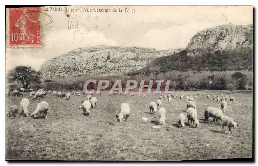 CPA La Sainte Baume Vue generale de la Foret Moutons