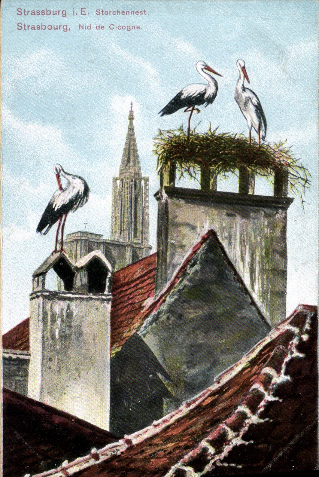 CPA Strasbourg Nid de Cigogne 
