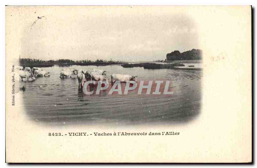 CPA Vichy Vaches a l'Abreuvoir dans l'Allier Bœufs Vaches