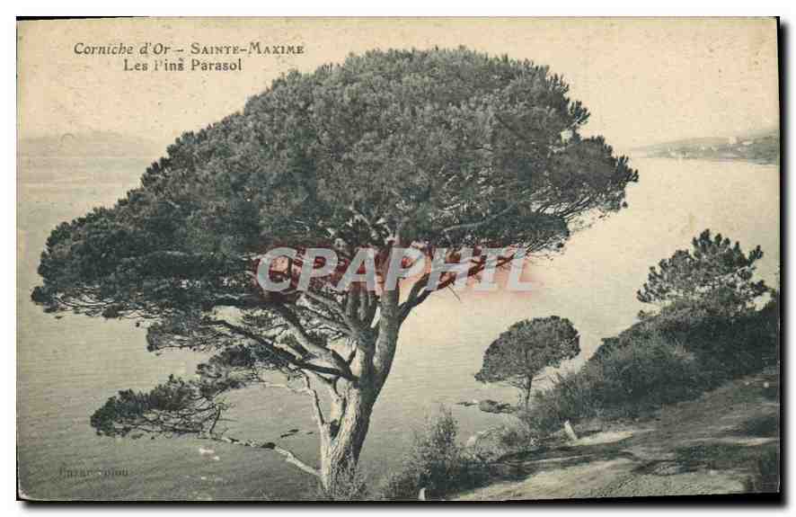 CPA Corniche d'Or Sainte Maxime Les Pins Parasol 