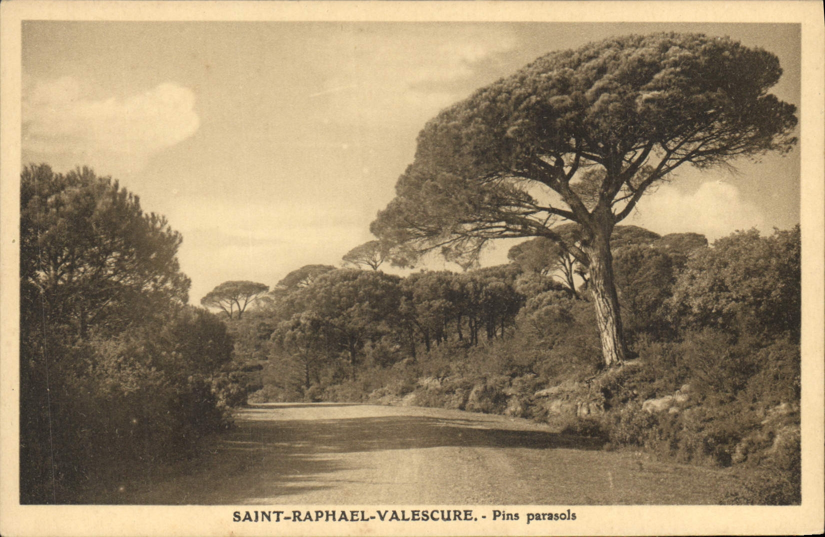 CPA Saint Raphael Valescure Pins parasols 