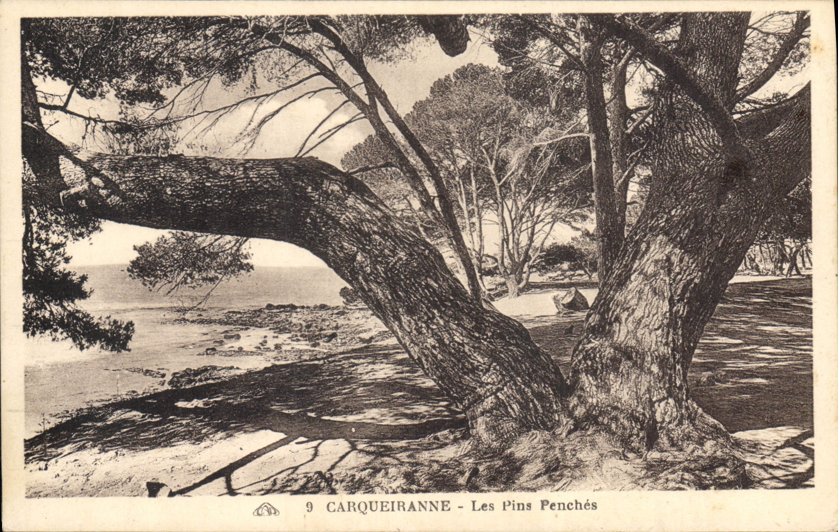 CPA Carqueiranne Les Pins Penches 