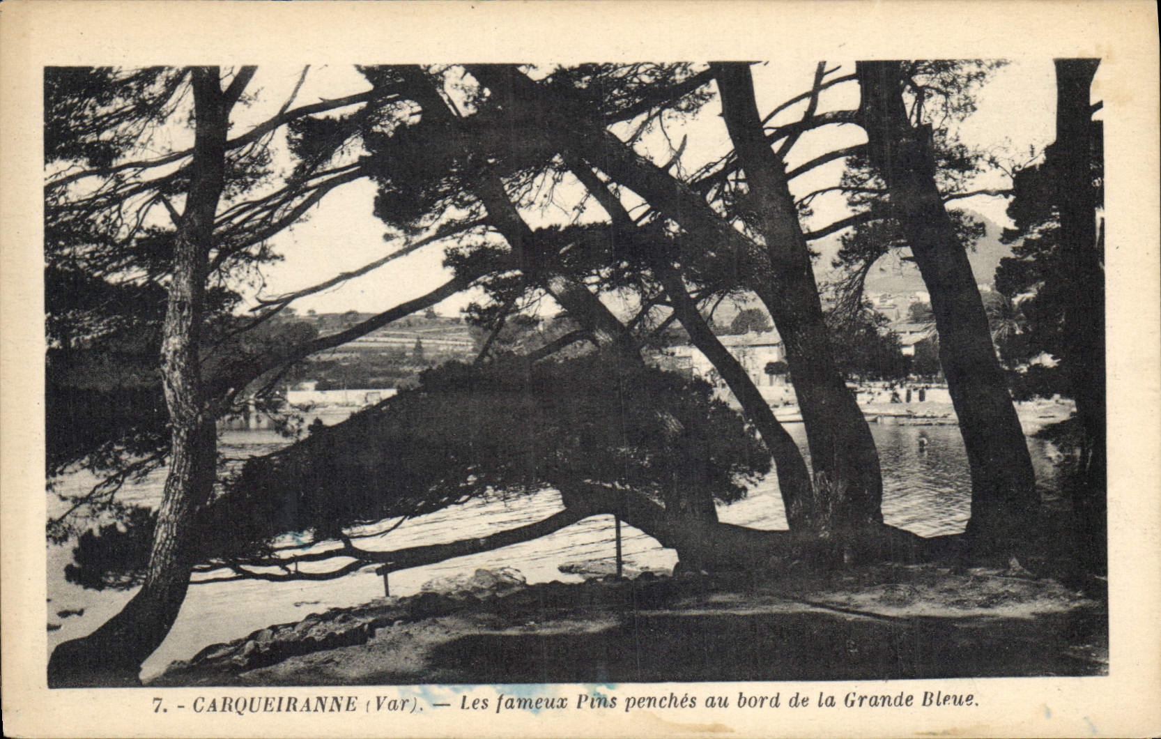 Carqueiranne (Var) — Les fameux Pins penchés au bord de la Grande Bleue — n°7