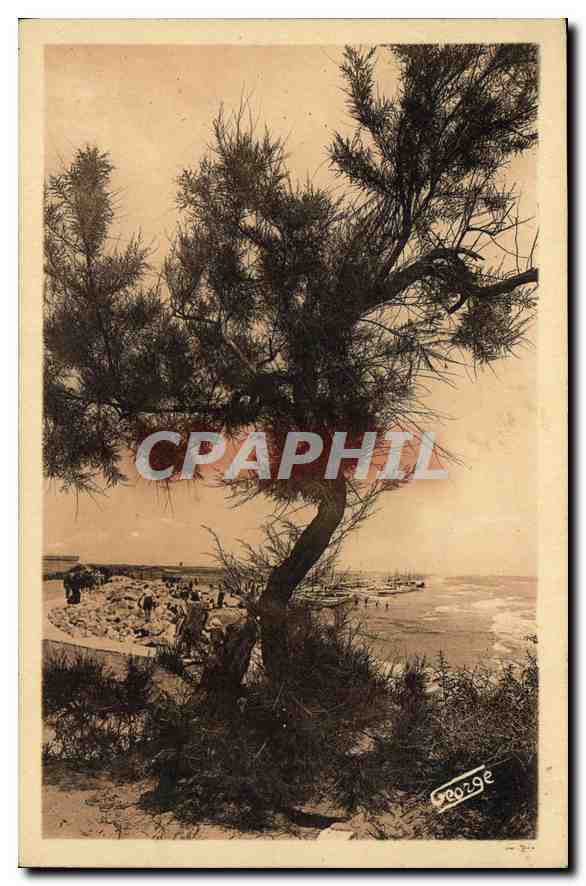 CPA En Camargue Une Tamarisso sur la Plage des Saintes Maries de la Mer 