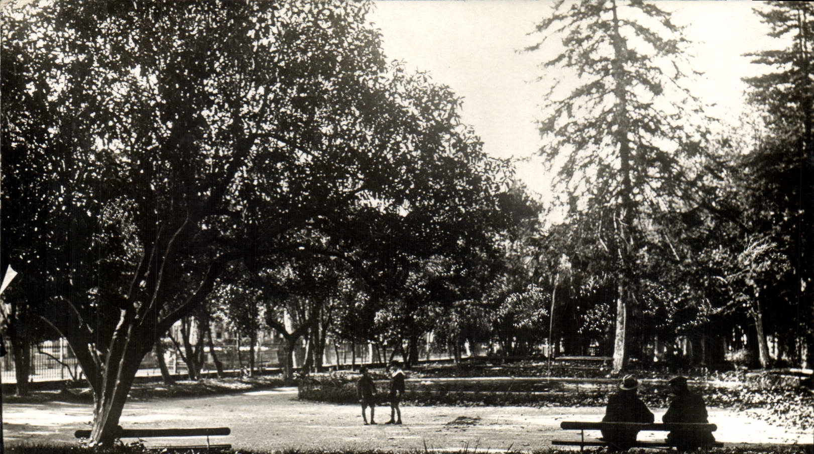 CPA Draguignan Var le jardin Anglais 