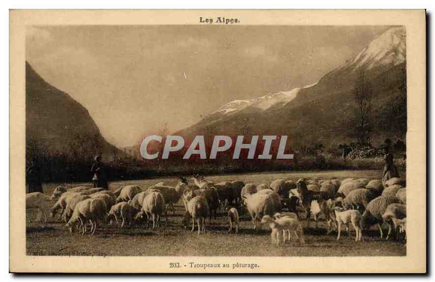 Les Alpes. — Troupeaux au pâturage. — CPAPHIL n°203