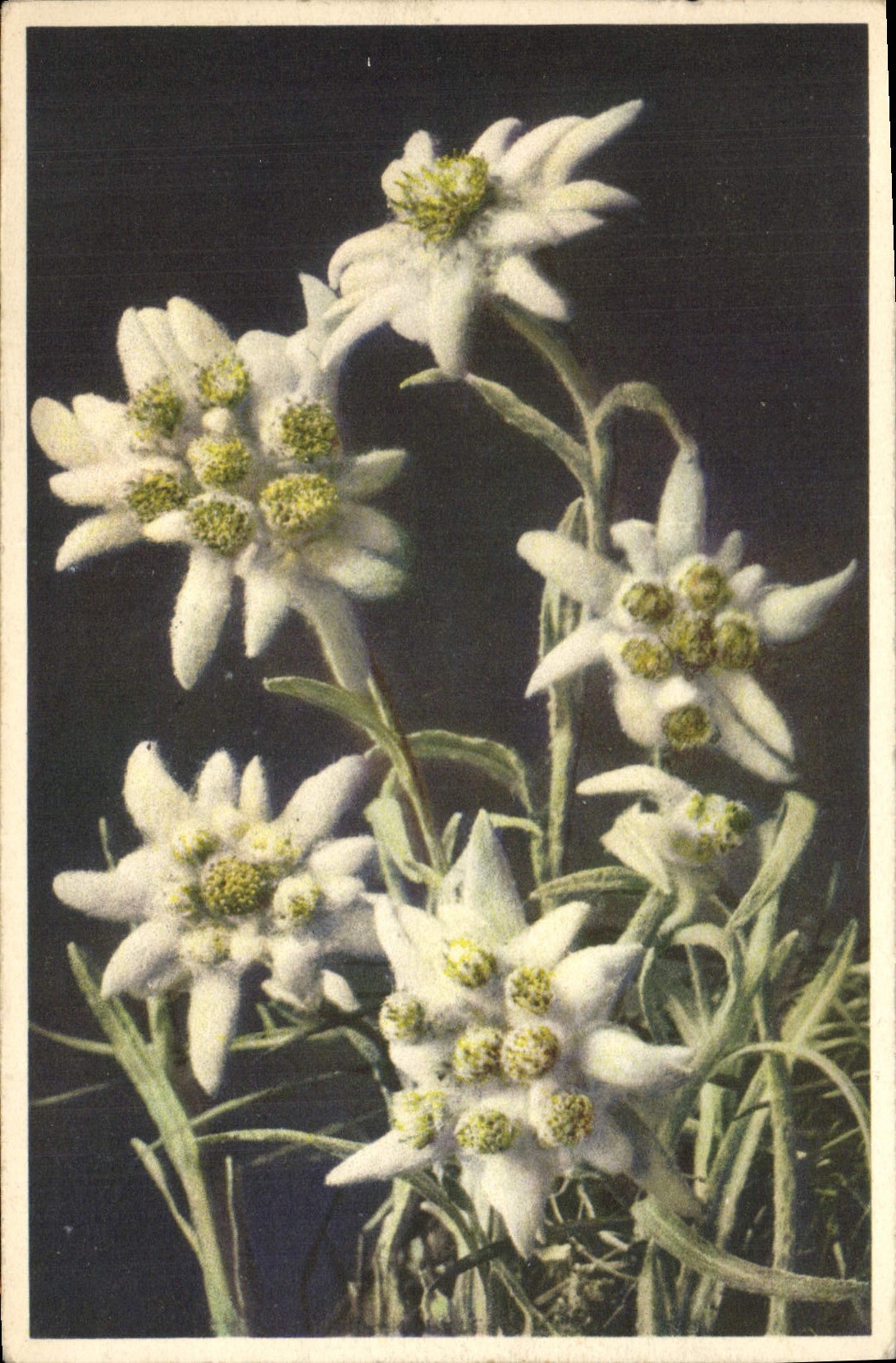 CPA Leontopodium alpinum Edelweiss
