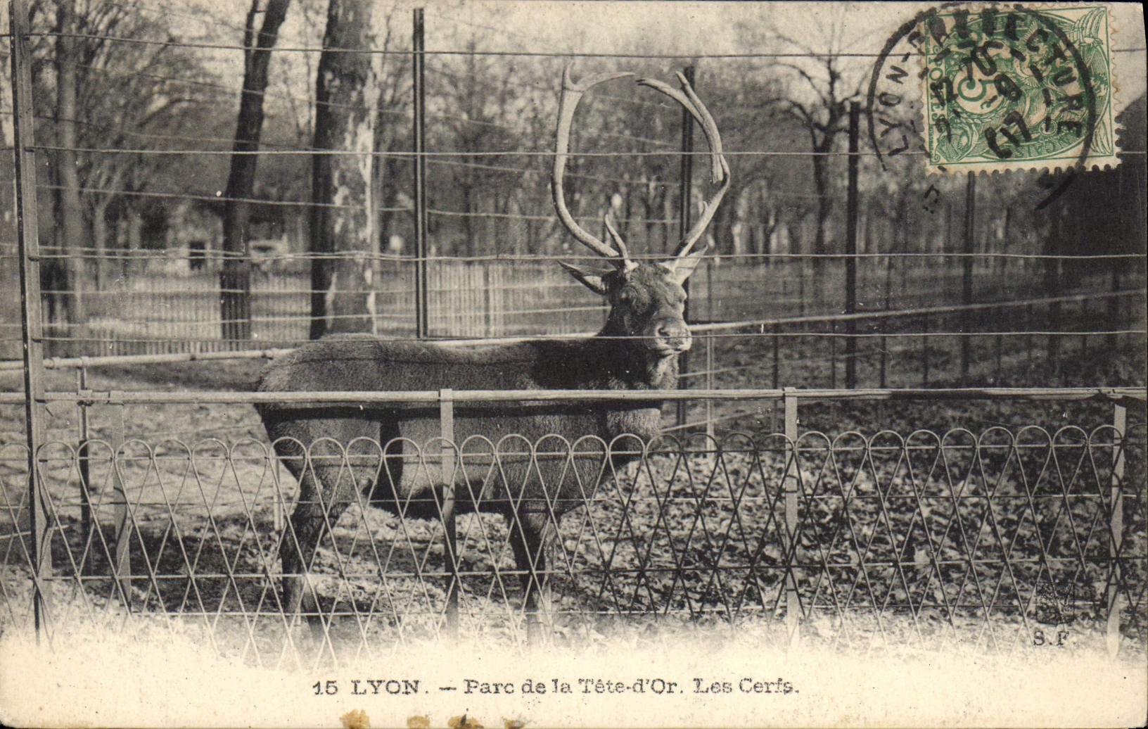 CPA Lyon Parc de la Tete d'Or Les Cerfs Zoo