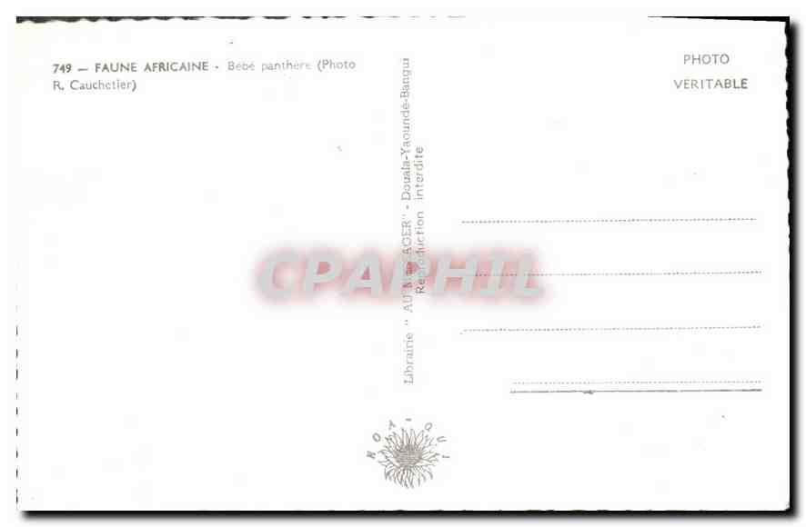 CPA Faune Africaine Bebe panthere — Rückseite