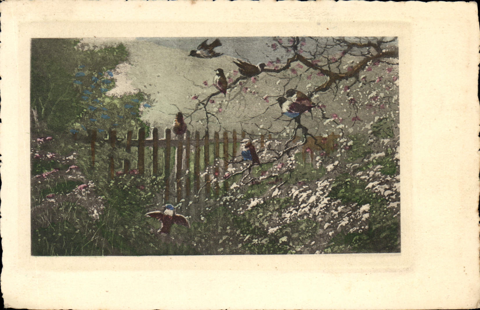 CPA Oiseaux