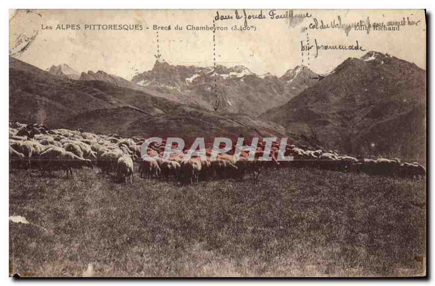 CPA Les Alpes Pittoresques Bres du Chambeyron Berger Moutons