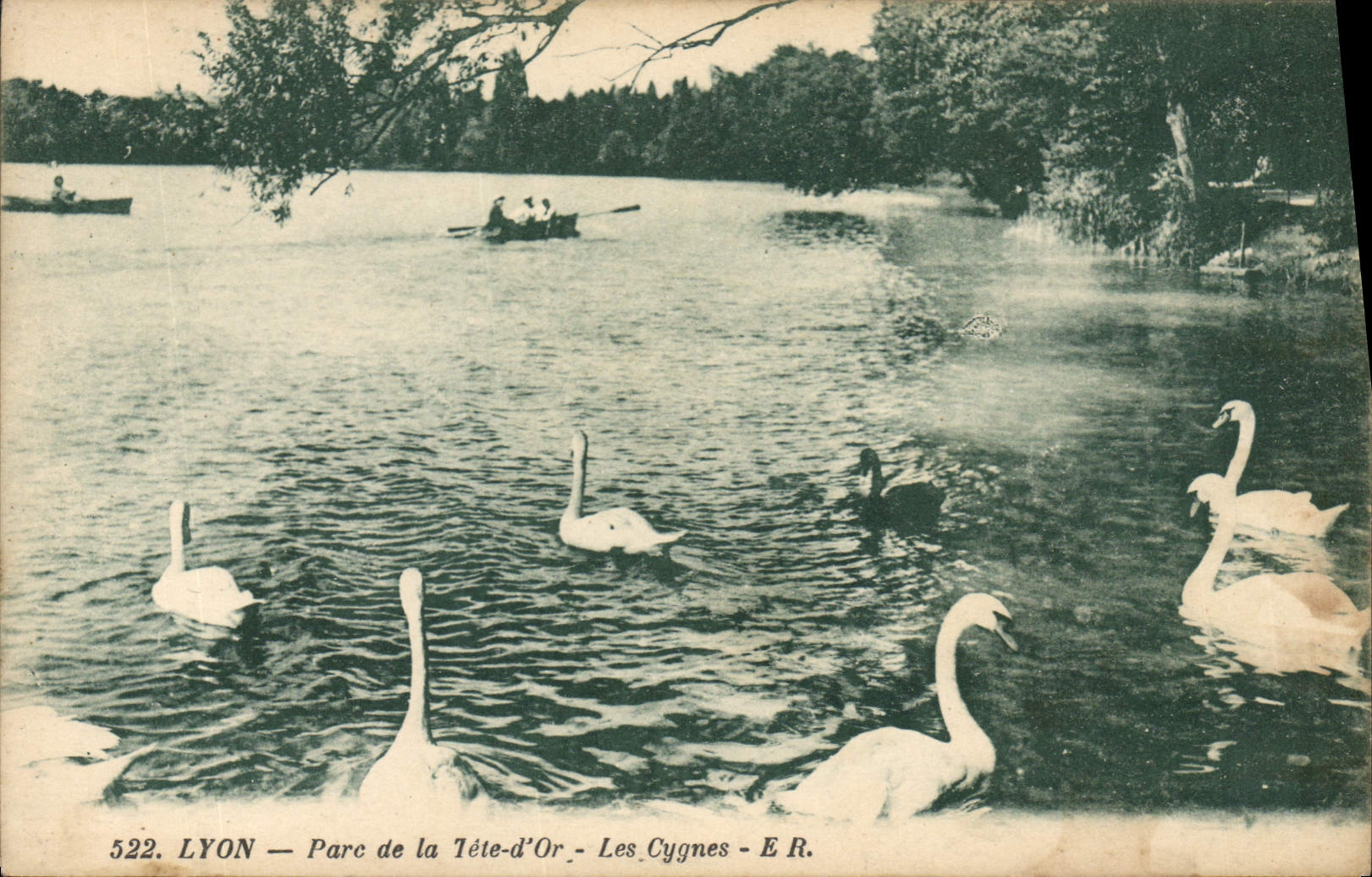 CPA Lyon Parc de la Tete d'Or Les Cynes