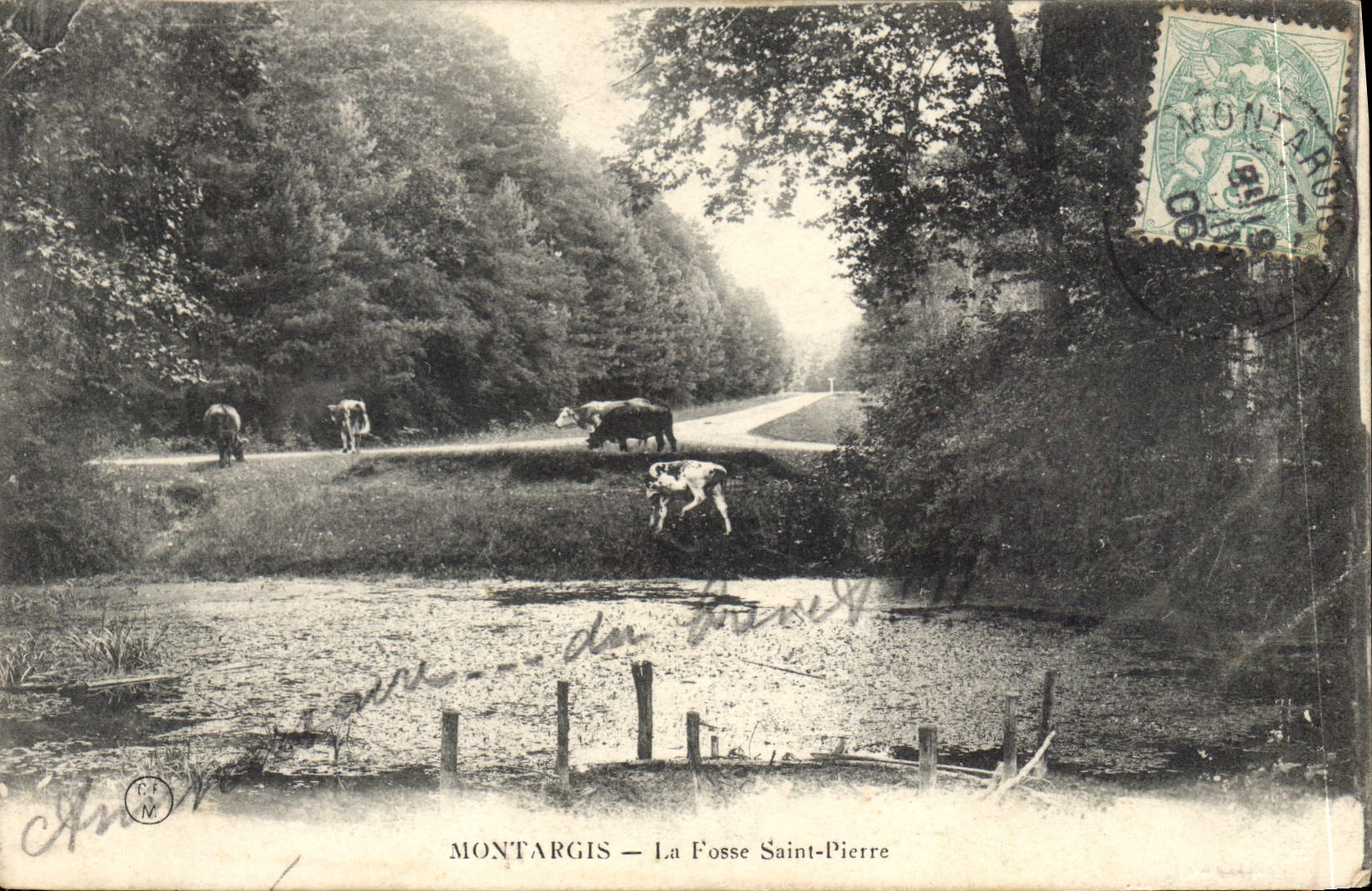 CPA Montargis La Fosse Saint Pierre Vaches