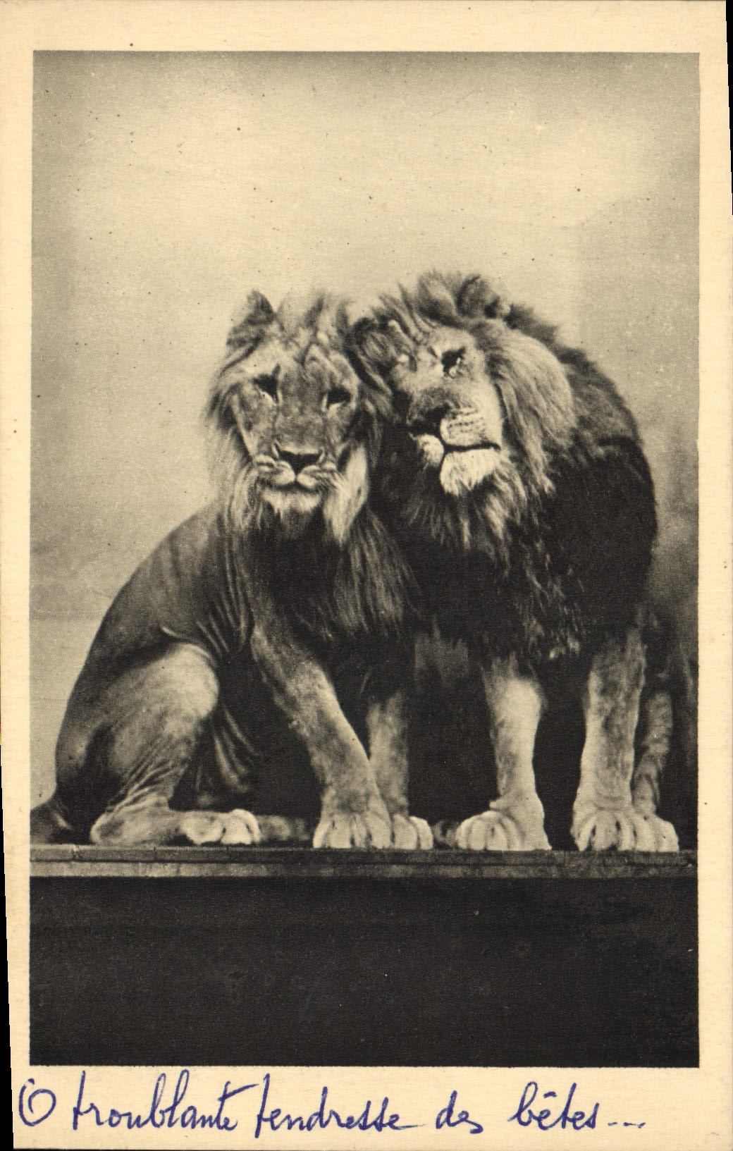 CPA Paris Parc zoologique du Bois de Vincennes Lion