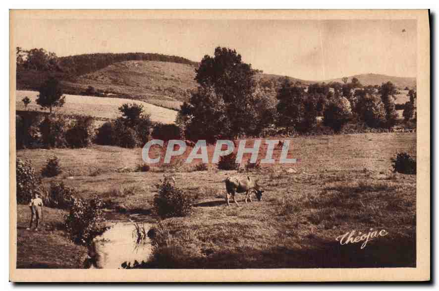 CPA Peyrat le Chateau Hte Vienne Paturage Vaches