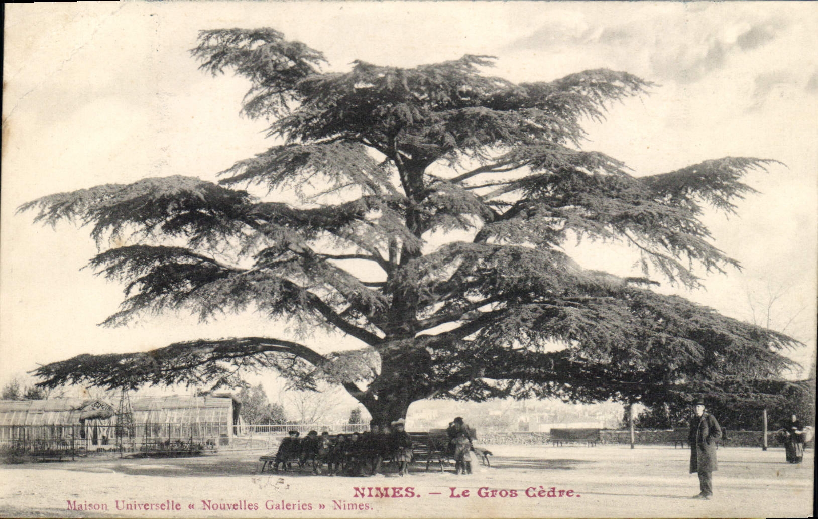 Nîmes — Le Gros Cèdre — Maison Universelle « Nouvelles Galeries » Nîmes