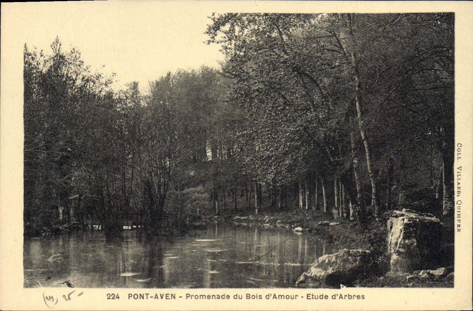CPA Pont Aven Promenade du Bois d'Amour Etude d'Arbres 