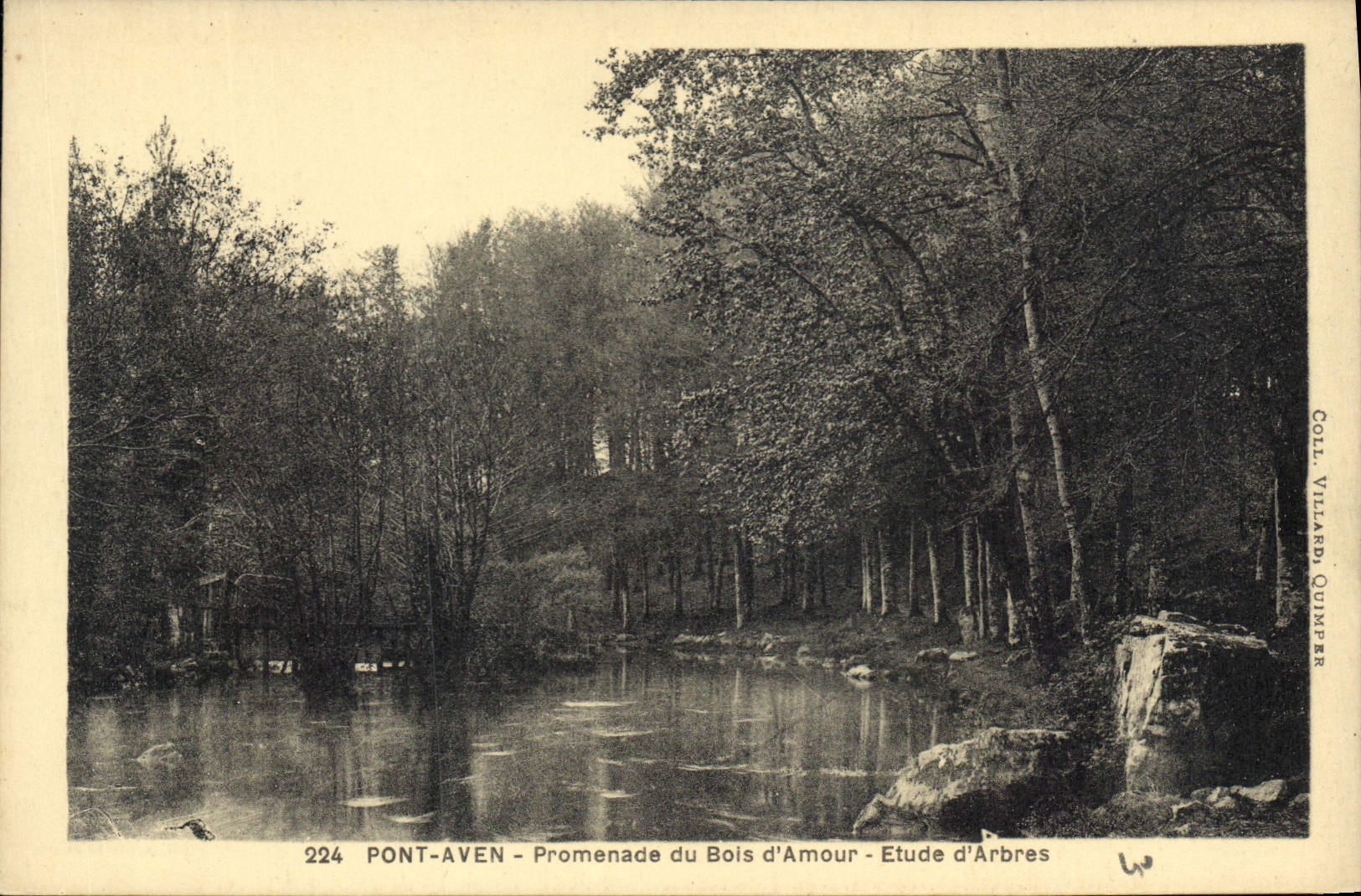CPA Pont Aven Promenade du Bois d'Amour Etude d'Arbres 