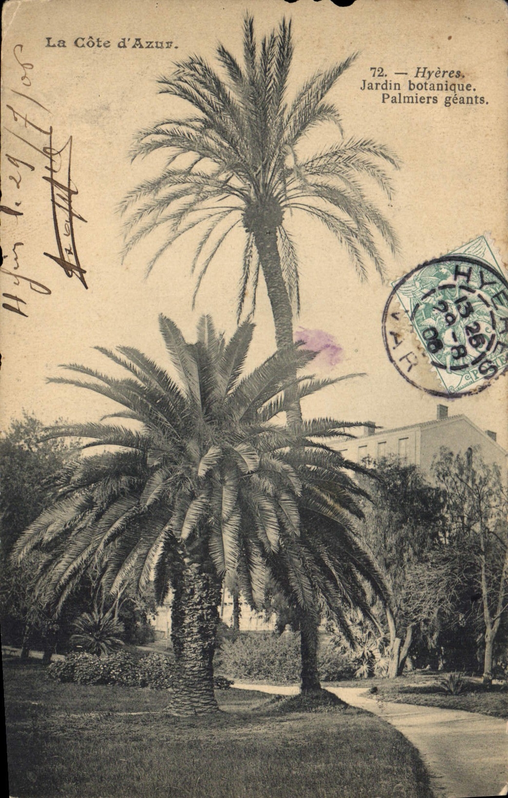 Hyères — Jardin botanique. Palmiers géants — La Côte d'Azur, n°72
